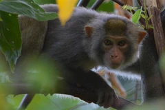 Loài Khỉ đuôi lợn (tên khoa học Macaca nemestrina) tại Vườn Quốc gia Kon Ka Kinh (một trong hai vùng lõi của khu dự trữ sinh quyển thế giới Cao nguyên Kon Hà Nừng). (Ảnh: TTXVN phát)