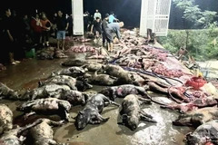 Hàng nghìn con lợn chết cháy. (Nguồn: Báo Nghệ An)