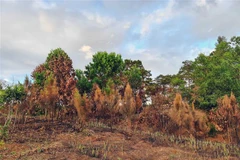 (Ảnh minh họa: Hưng Thịnh/TTXVN)