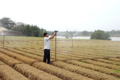 Anh Nguyễn Văn Linh sử dụng hệ thống tưới nước tự động để chăm sóc cây trồng. (Ảnh: Đinh Văn Nhiều/TTXVN)