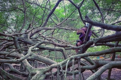 [Photo] Giàn Gừa trăm tuổi hình thù kỳ quái ở miền Tây sông nước