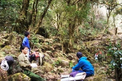 [Photo] Đỉnh Tả Liên: Khu rừng nguyên sinh đẹp độc đáo đầy ma mị