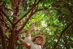 [Photo] Ghé ''thủ phủ'' trái cây Cần Thơ thăm vườn ươm độc đáo