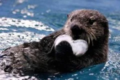 Rái cá mõm chó, mũi lông ở Campuchia