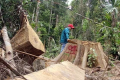 Hiện trường vụ phá rừng phòng hộ Sông Kôn. (Ảnh: Đỗ Trưởng/TTXVN)