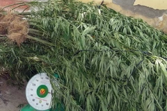 (Ảnh minh họa: Trung Hiếu/TTXVN)