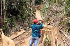 Hiện trường vụ phá rừng phòng hộ Sông Kôn. (Ảnh: Đỗ Trưởng/TTXVN)