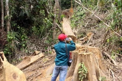 Hiện trường vụ phá rừng phòng hộ Sông Kôn. (Ảnh: Đỗ Trưởng/TTXVN)