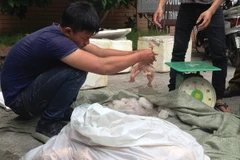 [Video] Tạo khoang bí mật, đưa chim đông lạnh lậu tuồn về Hà Nội