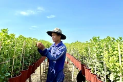 Ảnh minh họa. (Ảnh: Thanh Sang/TTXVN)