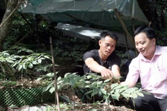 Anh A Linh (trái), làng Pu Tá, xã Măng Ri, huyện Tu Mơ Rông, vay 100 triệu đồng ở Ngân hàng Chính sách Xã hội huyện để trồng sâm và hiện đang sở hữu gần 5.000 cây sâm Ngọc Linh. (Ảnh: Cao Nguyên/TTXVN)