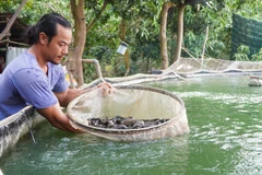 Anh Nguyễn Chí Tâm kiểm tra trọng lượng cá chạch lấu được nuôi trong bể lót bạt. (Ảnh: Nhựt An/TTXVN)