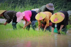 Indonesia mong muốn tăng cường mở rộng hợp tác kinh doanh với Việt Nam ở nhiều lĩnh vực, trong đó có nông nghiệp và thủy sản. (Ảnh: Nguyễn Oanh/TTXVN)