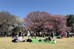 Du khách đến chiêm ngưỡng hoa anh đào tại Công viên Quốc gia Shinjuku Gyoen ở Thủ đô Tokyo (Nhật Bản). (Ảnh: Phạm Tuân/TTXVN)