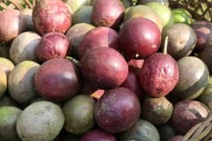 Quả chanh leo chín đỏ được thu hoạch tại nương của một hợp tác xã ở Lào Cai. (Ảnh: Quốc Khánh/TTXVN)