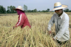 Nông dân thu hoạch lúa trên cánh đồng ở tỉnh Roi Et (Thái Lan). (Ảnh: AFP/TTXVN)