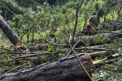 Ảnh minh họa. (Ảnh: Nguyễn Dũng/TTXVN)