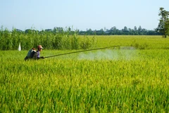 Nông dân Đồng Tháp chăm sóc lúa. (Ảnh: Nhựt An/TTXVN)