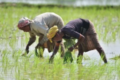 Nông dân trồng lúa trên cánh đồng tại Nagaon, bang Assam (Ấn Độ). (Ảnh: THX/TTXVN)
