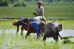 Nông dân trồng lúa trên cánh đồng ở Nagaon, bang Assam (Ấn Độ). (Ảnh: THX/TTXVN)