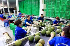 Dây chuyền đóng gói bưởi da xanh xuất khẩu tại Cơ sở Hương Miền Tây, ấp Phước Trung, xã Phước Mỹ Trung, huyện Mỏ Cày Bắc (tỉnh Bến Tre). (Ảnh: Hồng Đạt/TTXVN)