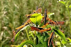 Mật độ châu chấu tại xã Minh Khai, huyện Thạch An (Cao Bằng) có nơi lên tới 2000-3000 con/m2. (Ảnh: TTXVN phát)