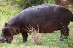 (Nguồn: Getty Images/CNN)