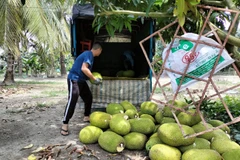 Nông dân phấn khởi vì giá mít Thái tăng mạnh sau Tết Nguyên đán. (Ảnh: TTXVN phát)