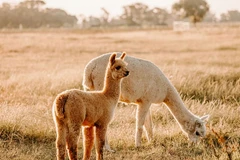 Lạc đà Alpaca. (Nguồn: The Guardian)