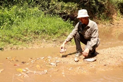 Người dân kiểm tra các loại cá chết ở khe Rào Trường, xã Vĩnh Hà, huyện Vĩnh Linh (tỉnh Quảng Trị). (Ảnh: Nguyên Lý/TTXVN)
