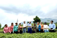 Đoàn công tác Đại sứ quán Canada tại Việt Nam thăm mô hình sản xuất chè Đông Phương Mỹ Nhân tại đồi chè xã Bản Bo, huyện Tam Đường. (Ảnh: TTXVN phát)