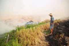 Người dân tại huyện Bến Cầu đốt rơm sau vụ thu hoạch. (Ảnh: Giang Phương/TTXVN)