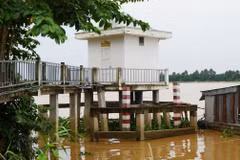 Mực nước sông Tiền (qua địa bàn tỉnh Đồng Tháp) đang lên nhanh. (Ảnh: Nhựt An/TTXVN)