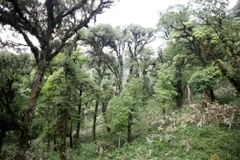 Nơi nghi phạm đang lẩn trốn có địa hình rừng núi phức tạp. (Ảnh minh họa: Quý Trung/TTXVN)