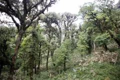 Nơi nghi phạm đang lẩn trốn có địa hình rừng núi phức tạp. (Ảnh minh họa: Quý Trung/TTXVN)