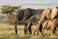 Ảnh minh họa. (Nguồn; Inquirer)