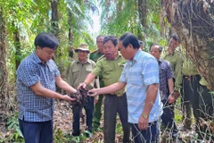 Chủ tịch Ủy ban Nhân dân tỉnh Cà Mau Huỳnh Quốc Việt (trái) cùng các đơn vị, chủ rừng kiểm tra độ ẩm của lớp thực bì dưới tán rừng U Minh Hạ. (Ảnh: Huỳnh Anh/TTXVN)
