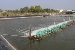Diện tích nuôi tôm thâm canh của một hộ gia đình ở Tiền Giang. (Ảnh: Minh Trí/TTXVN)