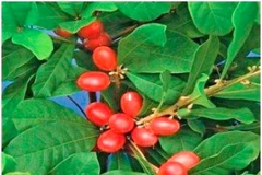 Synsepalum dulcificum. (Nguồn: sciencedirect.com)