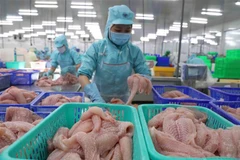 Chế biến cá tra philê xuất khẩu. (Ảnh minh họa: Phạm Hậu/TTXVN)