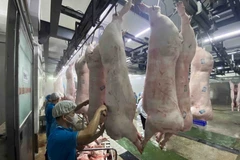 Chế biến, phân loại thịt lợn tại nhà máy của Công ty Cổ phần Công nghệ thực phẩm Vinh Anh (huyện Thường Tín, Hà Nội). (Ảnh: TTXVN) 