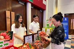 Trái vải trứng của Hưng Yên được nhiều người tiêu dùng yêu thích. (Ảnh: Đức Duy/Vietnam+)