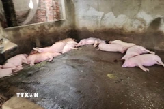 Ảnh minh họa. (Ảnh: TTXVN phát)