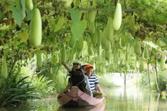 Du khách đi thuyền tham quan vùng trồng bầu của Khu du lịch Trần Bá Chuốt, huyện Lai Vung. Mô hình làm du lịch nông nghiệp này giúp nông dân Đồng Tháp cải thiện thu nhập, vừa phát triển kinh tế nông nghiệp. (Ảnh: Nguyễn Văn Trí/TTXVN)