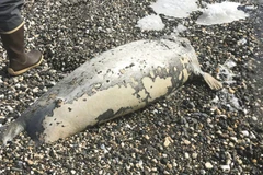 Xác hải cẩu được phát hiện ở dọc bờ biển Alaska. (Nguồn: AP)