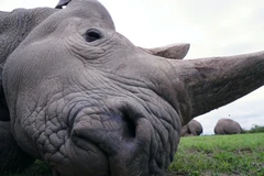 Ảnh minh họa. (Nguồn: US Today)