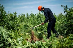 [Video] Khai quật mộ tập thể chôn các nạn nhân bị IS hành quyết ở Raqa