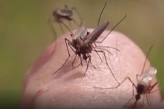 (Nguồn: FOX 11 Los Angeles)