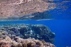 Ảnh minh họa. (Nguồn: timesofisrael.com)