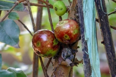 Trái nho thân gỗ sắp chín. (Ảnh: Thanh Liêm/TTXVN)